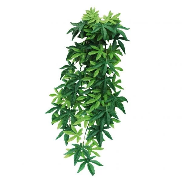 Abutilon verde de ICA (60 cm)