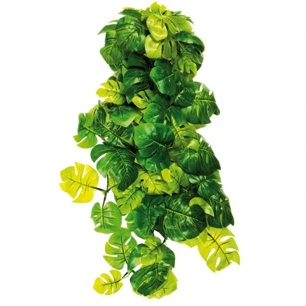 Philodendron de ICA (60 cm)