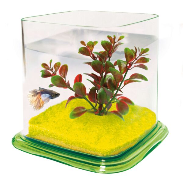 pt072c-bettera-betta-paradise-1-9-l_general_3784.jpg