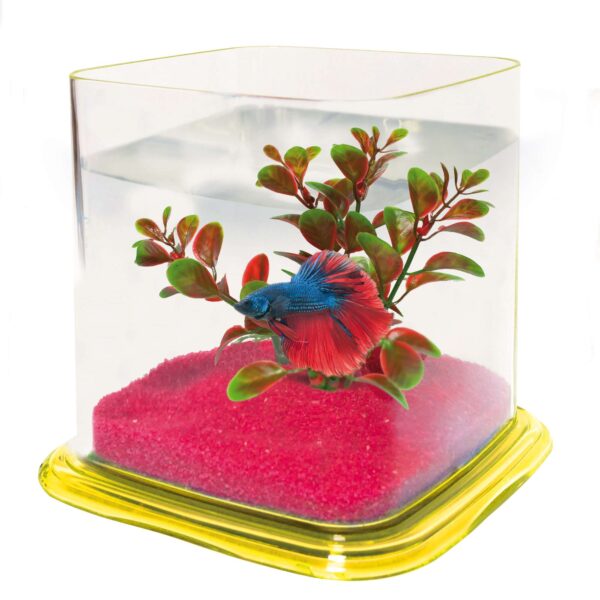 pt072b-bettera-betta-paradise-1-9-l_general_3783.jpg