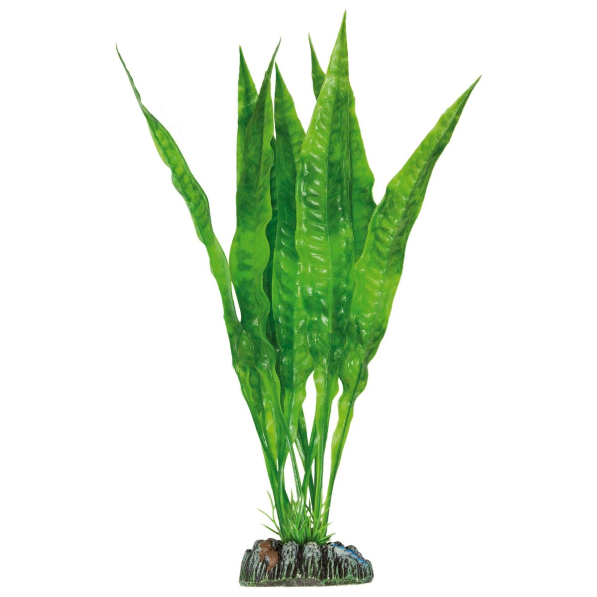 5 X Echinodorus Bleheri - Große Amazonas Schwertpflanze Barschfest Für Aquarium