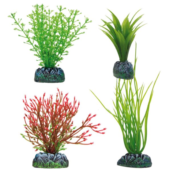 ap1220-set-acorus-amazona-chara-y-chara-roja-aquatic-plants_general_231.jpg