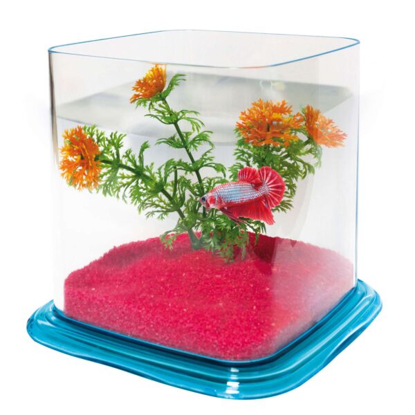 pt072d-bettera-betta-paradise-1-9-l_general_3785.jpg