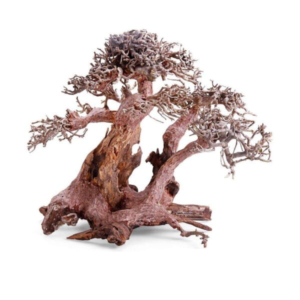bn1004-bonsai-con-raiz-amplia_general_7601.jpg