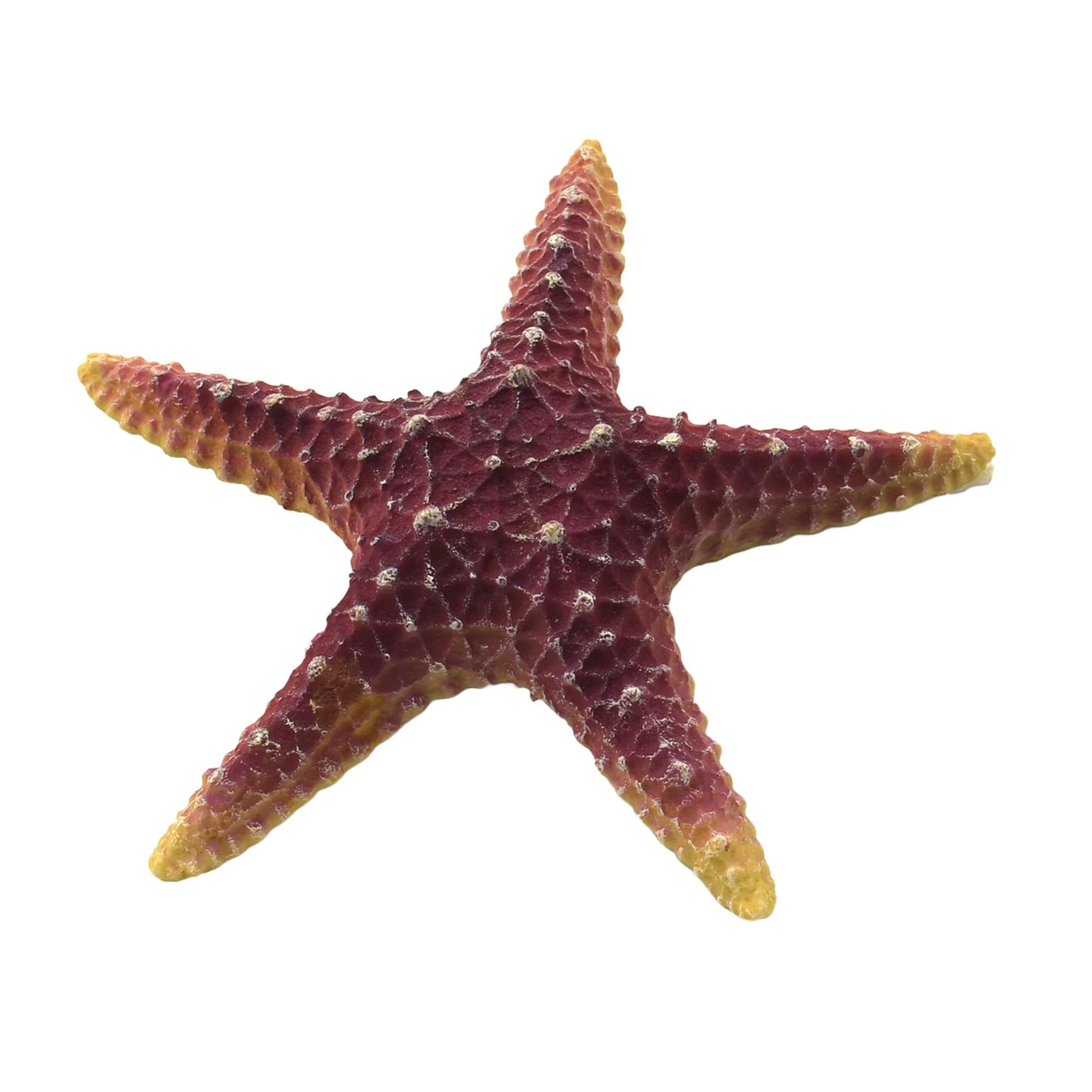Estrella de mar violeta de ICA (16 cm) — ICA S.A.