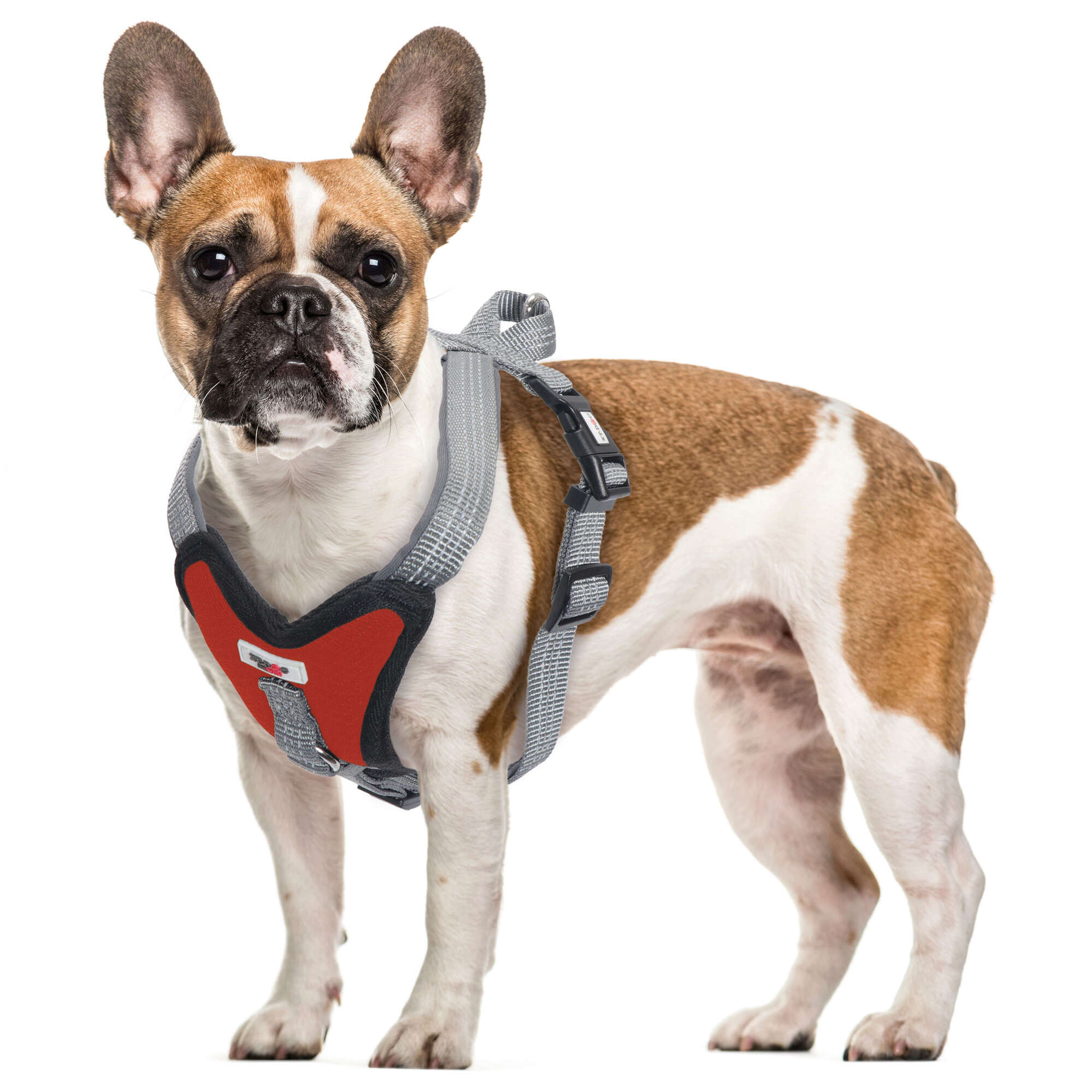 Correa Para Perro XT-DOG DR2001 Classic Boby - Liza, Clásica Y Resistente