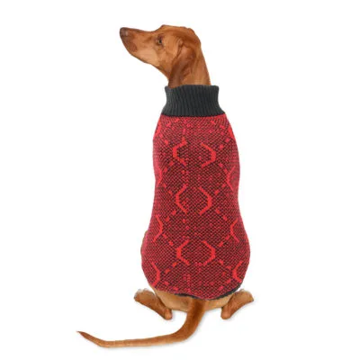 Jersey Tango de ALPHA DOG