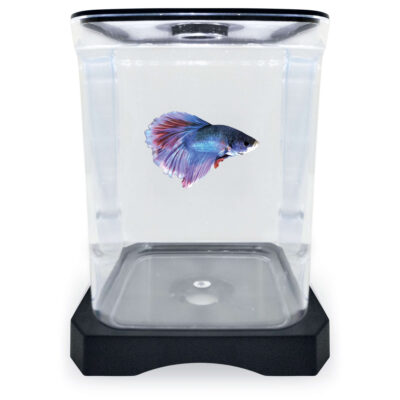 Betera negra ICA (1.5 l)