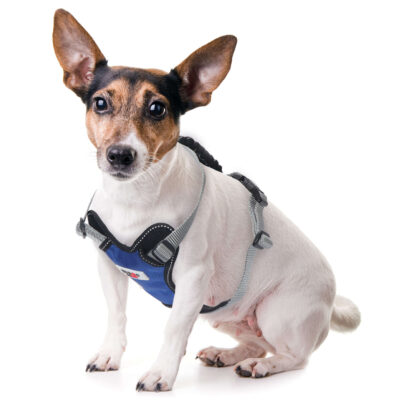 Arnés H azul XT-DOG