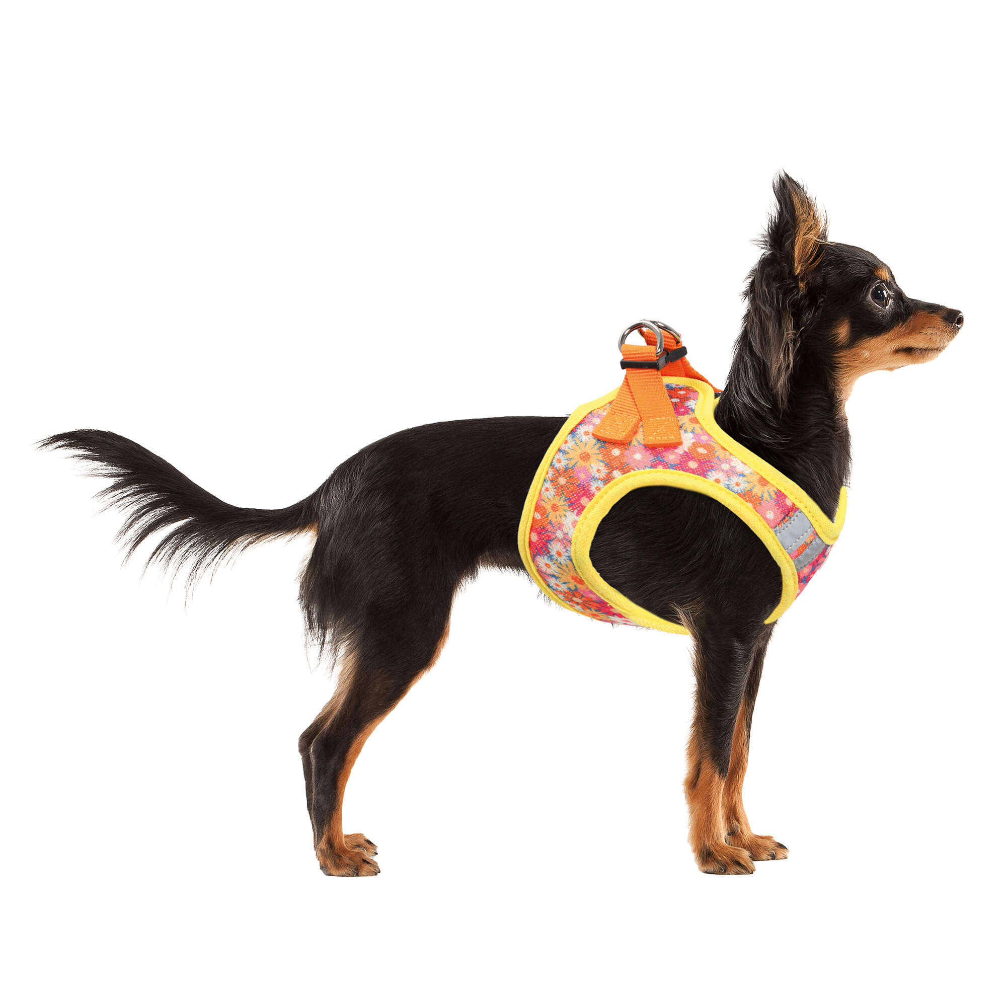 da8001-arnes-mesh-flores-xt-dog_general_13765.jpg da8001-arnes-mesh-flores-xt-dog_general_13765.jpg