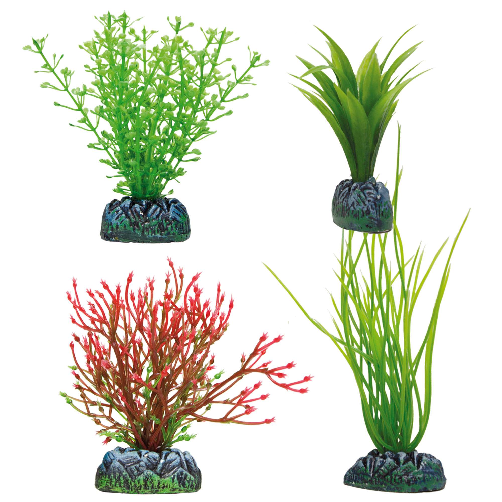 ap1220-set-acorus-amazona-chara-y-chara-roja-aquatic-plants_general_231.jpg ap1220-set-acorus-amazona-chara-y-chara-roja-aquatic-plants_general_231.jpg