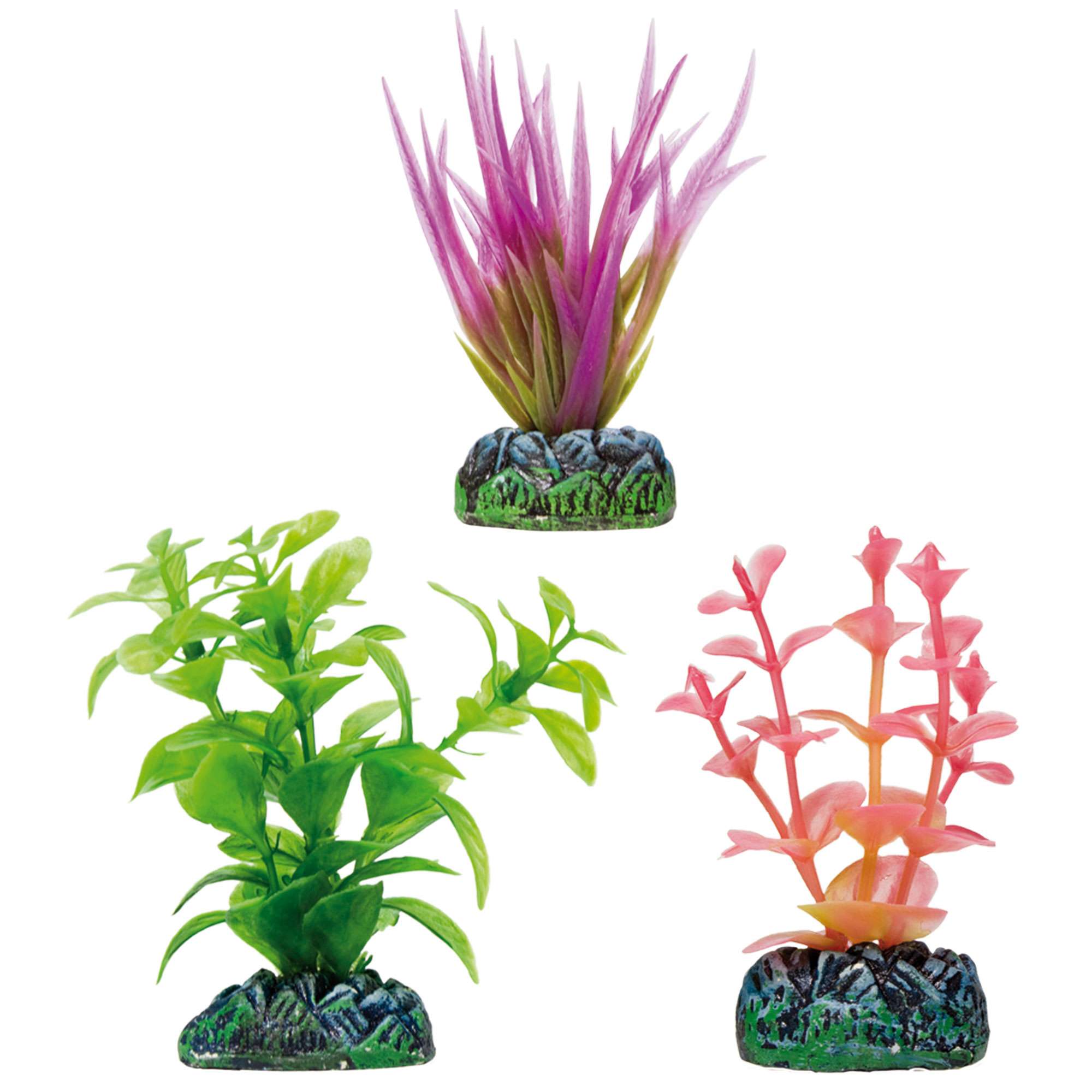 ap1222-set-higrofila-corimbosa-acorus-lila-y-bacopa-salmon-aquatic-plants_general_233.jpg ap1222-set-higrofila-corimbosa-acorus-lila-y-bacopa-salmon-aquatic-plants_general_233.jpg