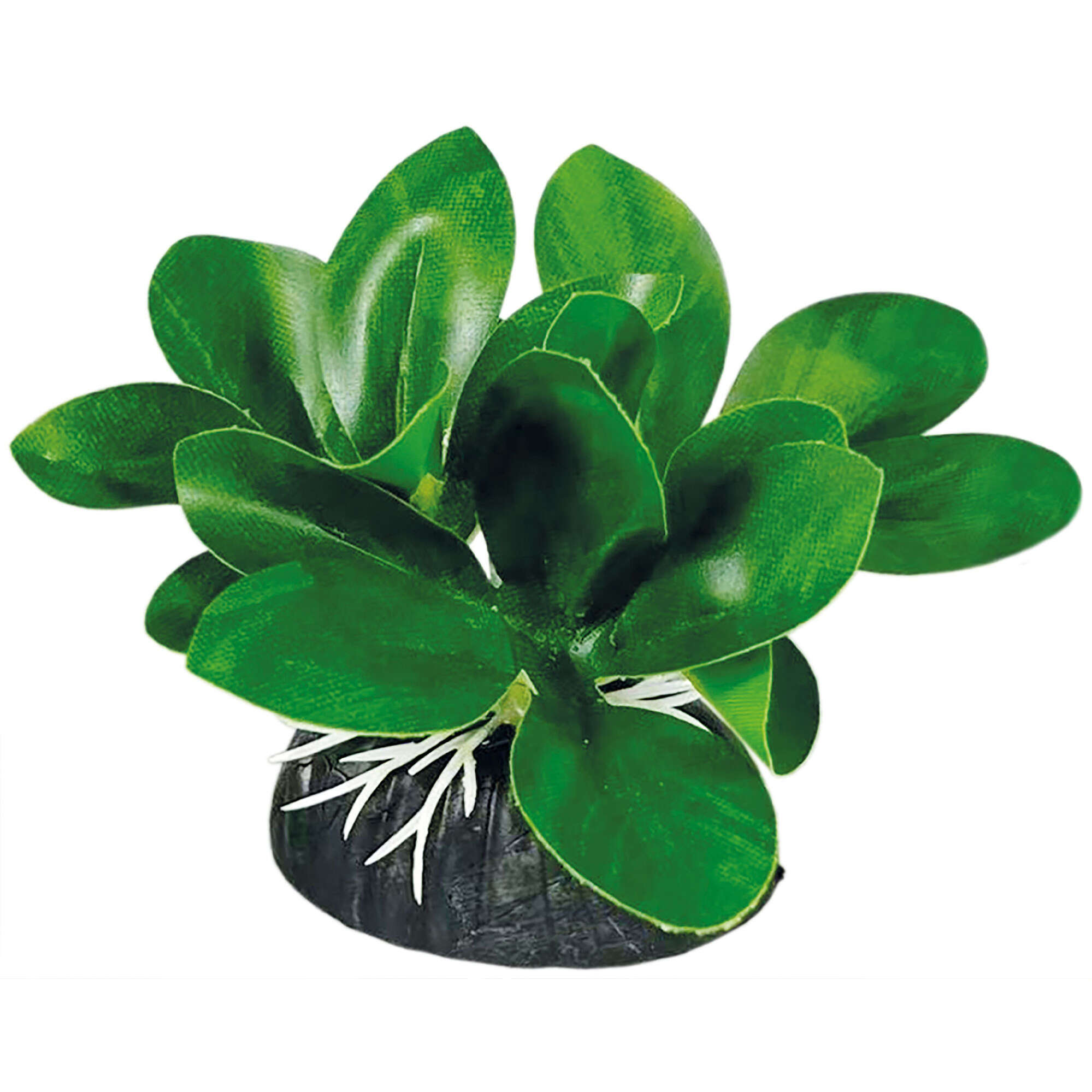 or401-anubia-nana-verde-con-base-seda-6-cm_general_19989.jpg or401-anubia-nana-verde-con-base-seda-6-cm_general_19989.jpg