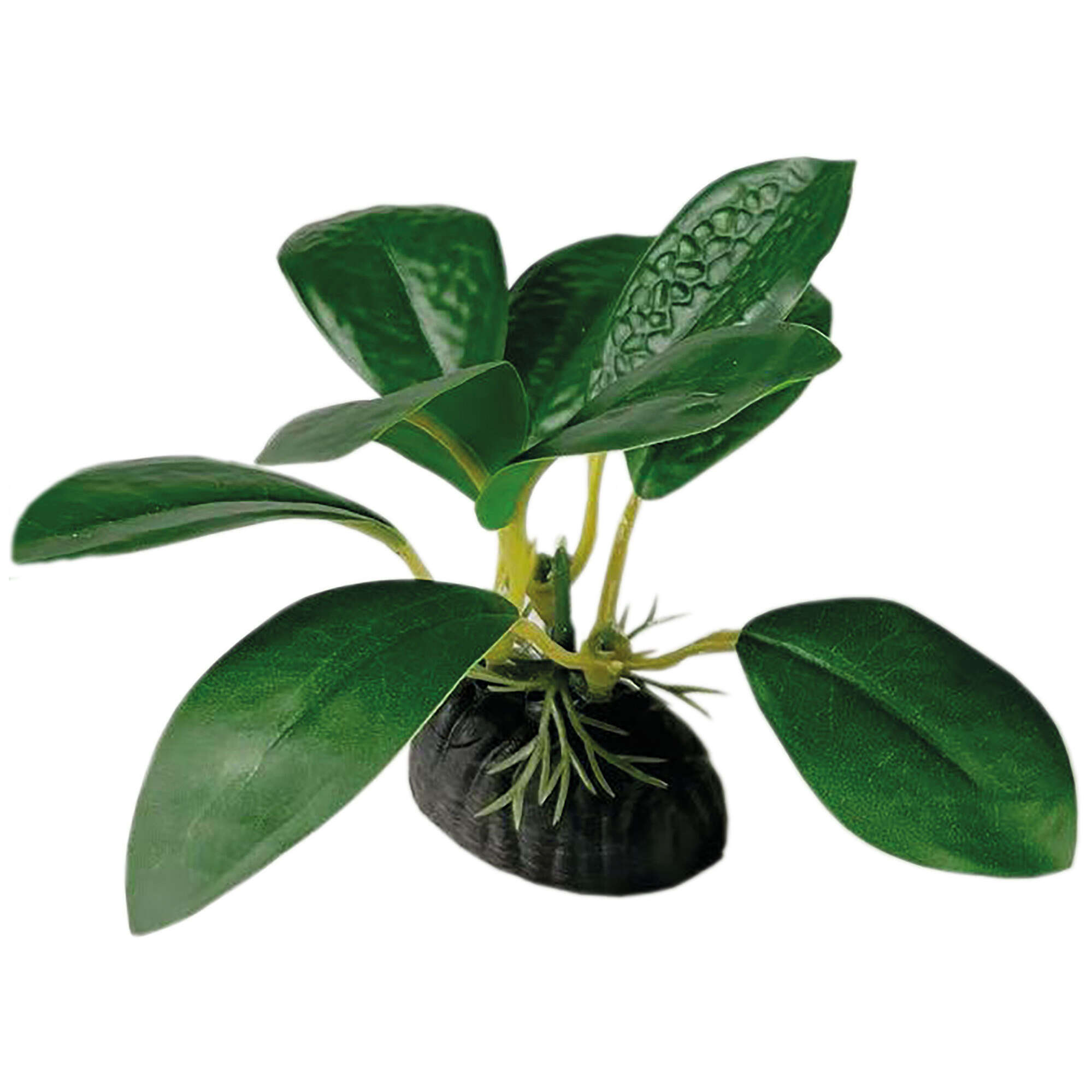 or402-anubia-barteri-con-base-seda-6-cm_general_19990.jpg or402-anubia-barteri-con-base-seda-6-cm_general_19990.jpg