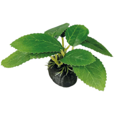 Echinodorus con base (SEDA) (6 cm)