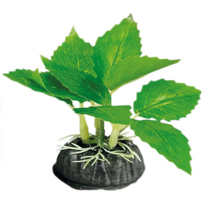 Alternanthera verde con base (SEDA) (5 cm)