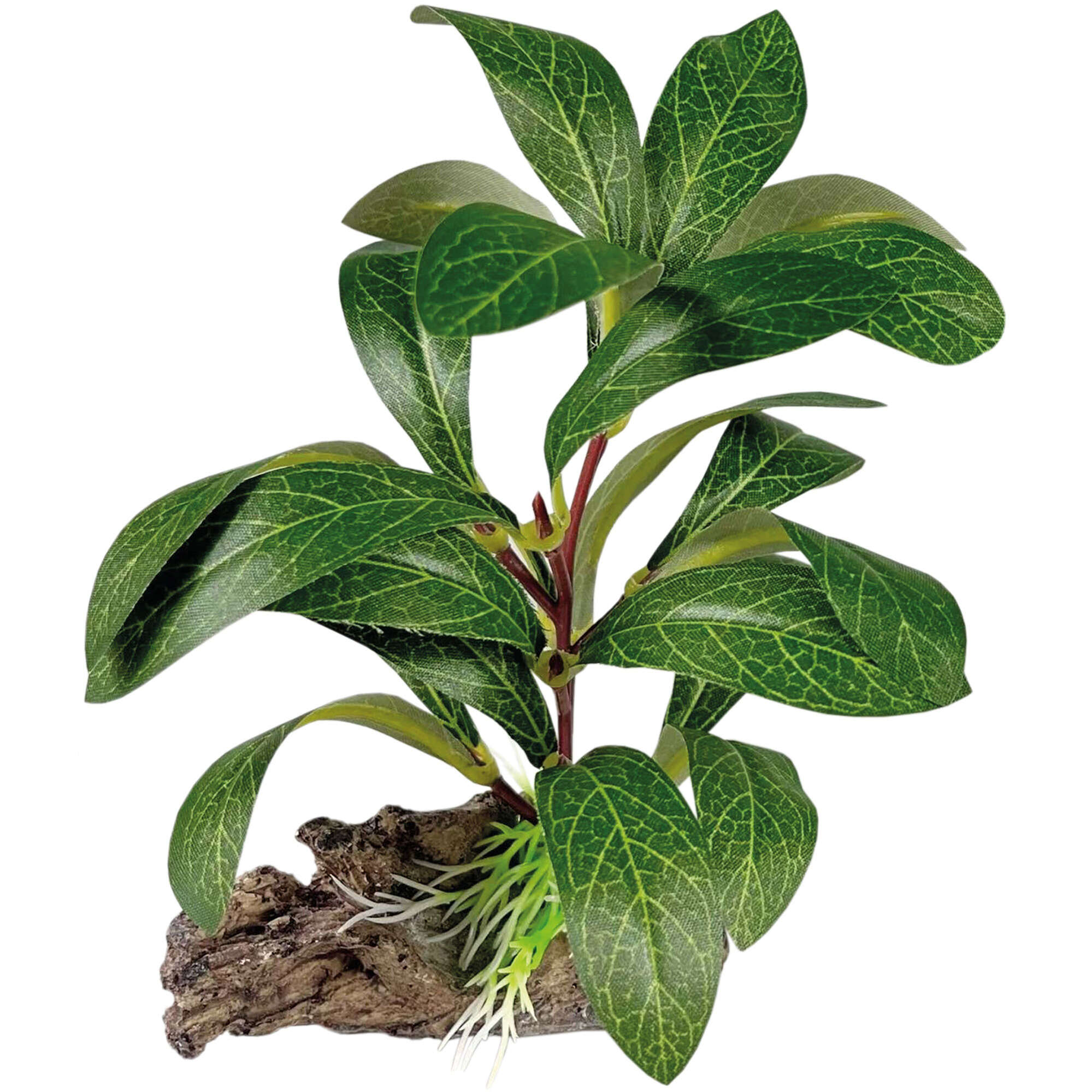 or410-staurogyne-con-tronco-seda-13-cm_general_19994.jpg or410-staurogyne-con-tronco-seda-13-cm_general_19994.jpg