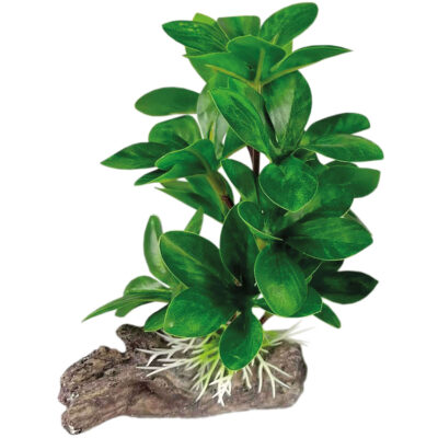 Bucephalandra con tronco (SEDA) (13 cm)