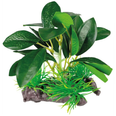 Anubia barteri con tronco (SEDA) (13 cm)