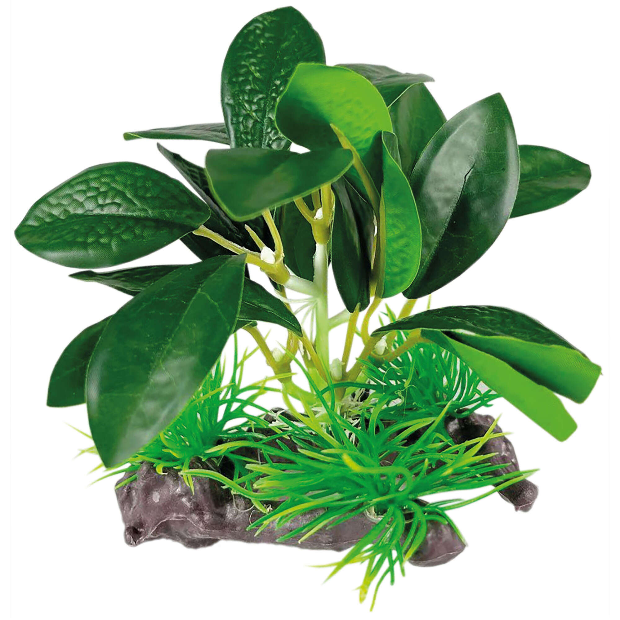 or420-anubia-barteri-con-tronco-seda-13-cm_general_19999.jpg or420-anubia-barteri-con-tronco-seda-13-cm_general_19999.jpg