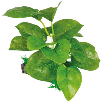 Lagenandra verde con tronco (SEDA) (13 cm)