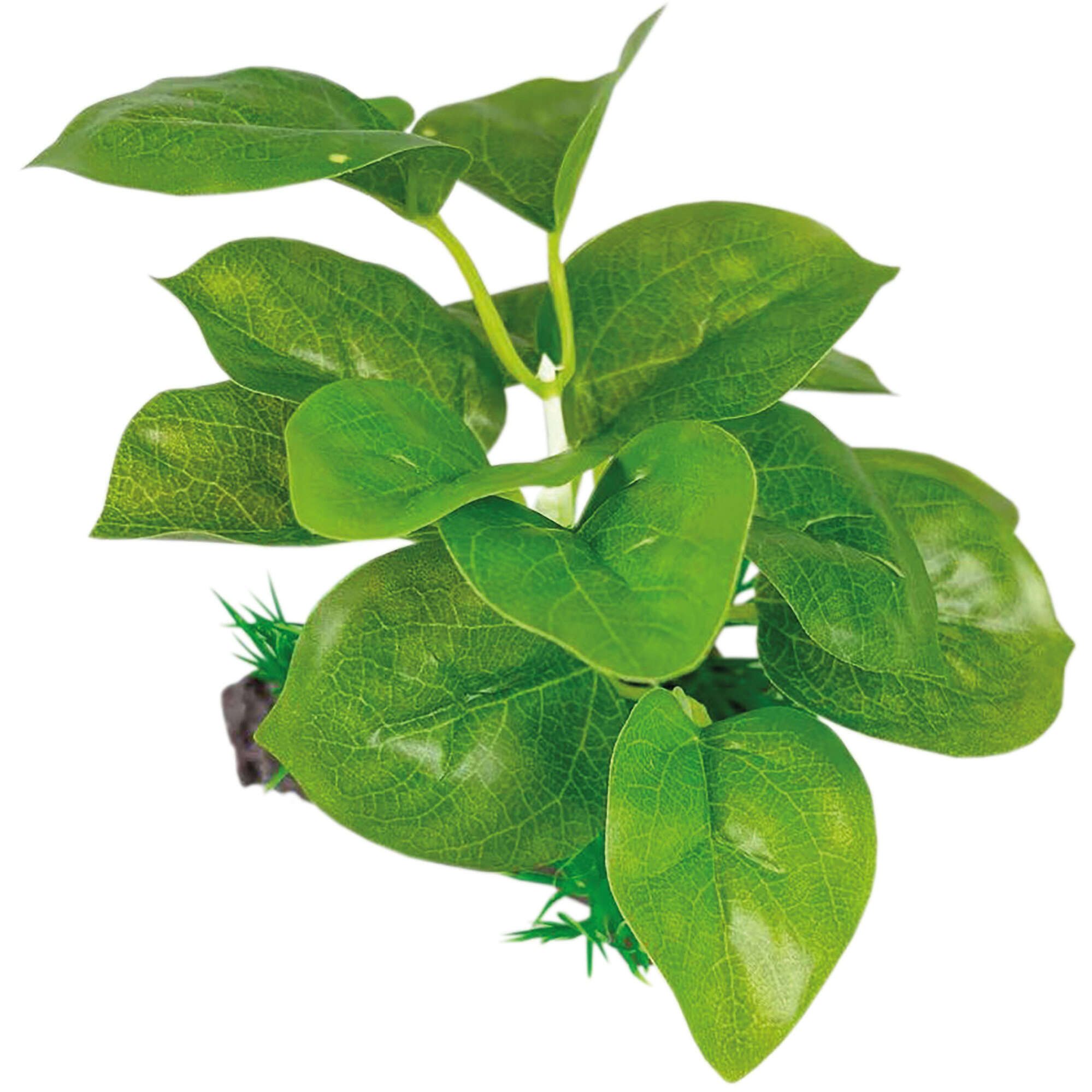 or421-lagenandra-verde-con-tronco-seda-13-cm_general_20000.jpg or421-lagenandra-verde-con-tronco-seda-13-cm_general_20000.jpg