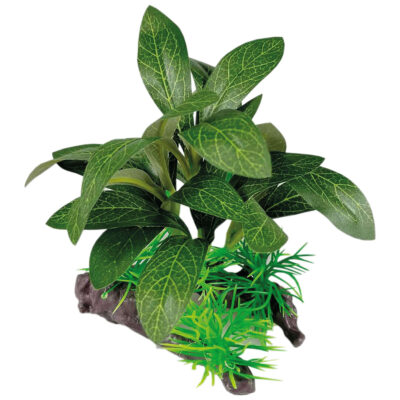 Staurogyne con tronco (SEDA) (13 cm)
