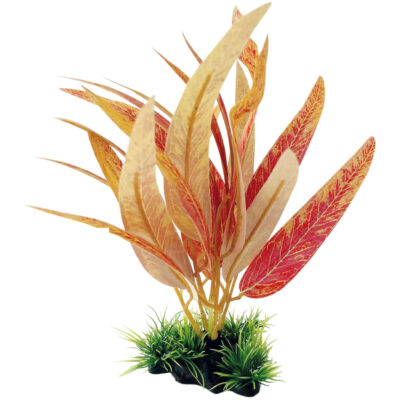 Aponogeton rojo con base (SEDA) (25 cm)