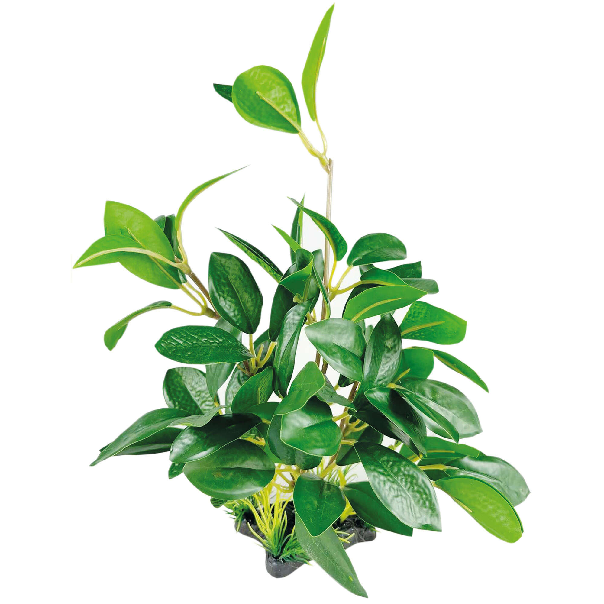 or441-anubia-barteri-con-base-seda-23-cm_general_20004.jpg or441-anubia-barteri-con-base-seda-23-cm_general_20004.jpg