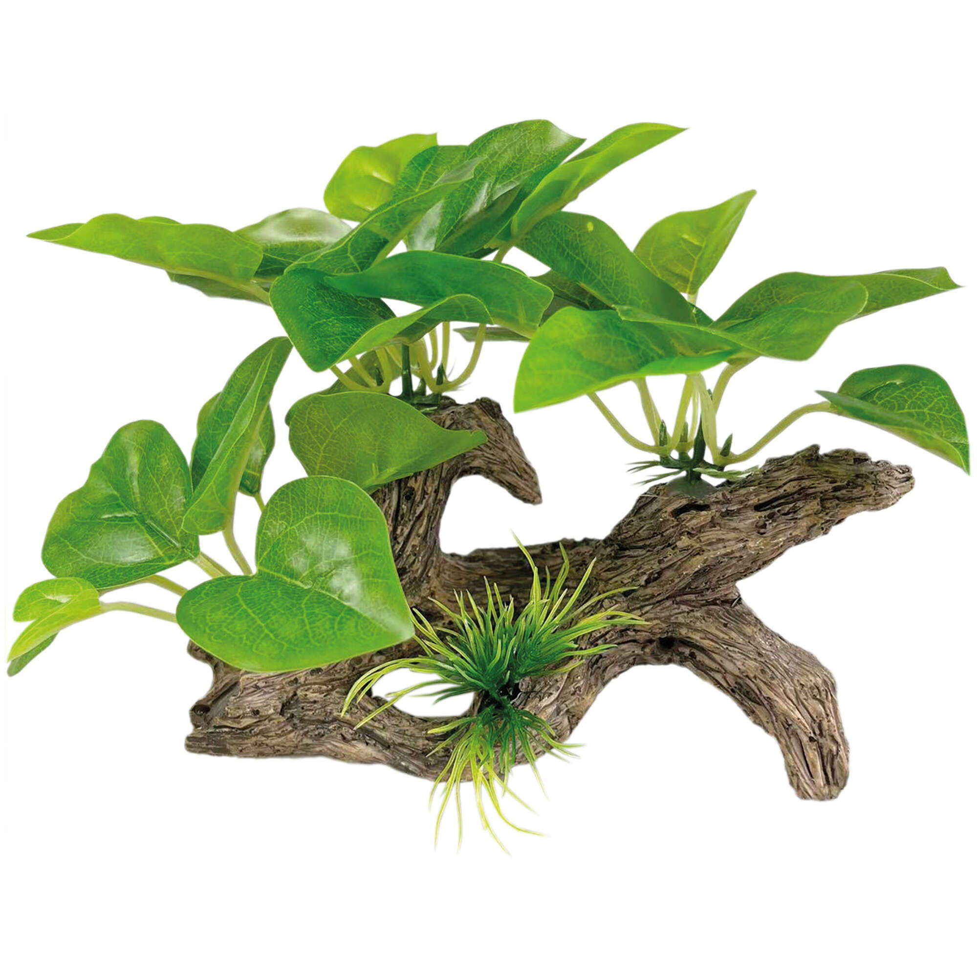 or450-lagenandra-verde-con-tronco-seda-14-cm_general_20001.jpg or450-lagenandra-verde-con-tronco-seda-14-cm_general_20001.jpg