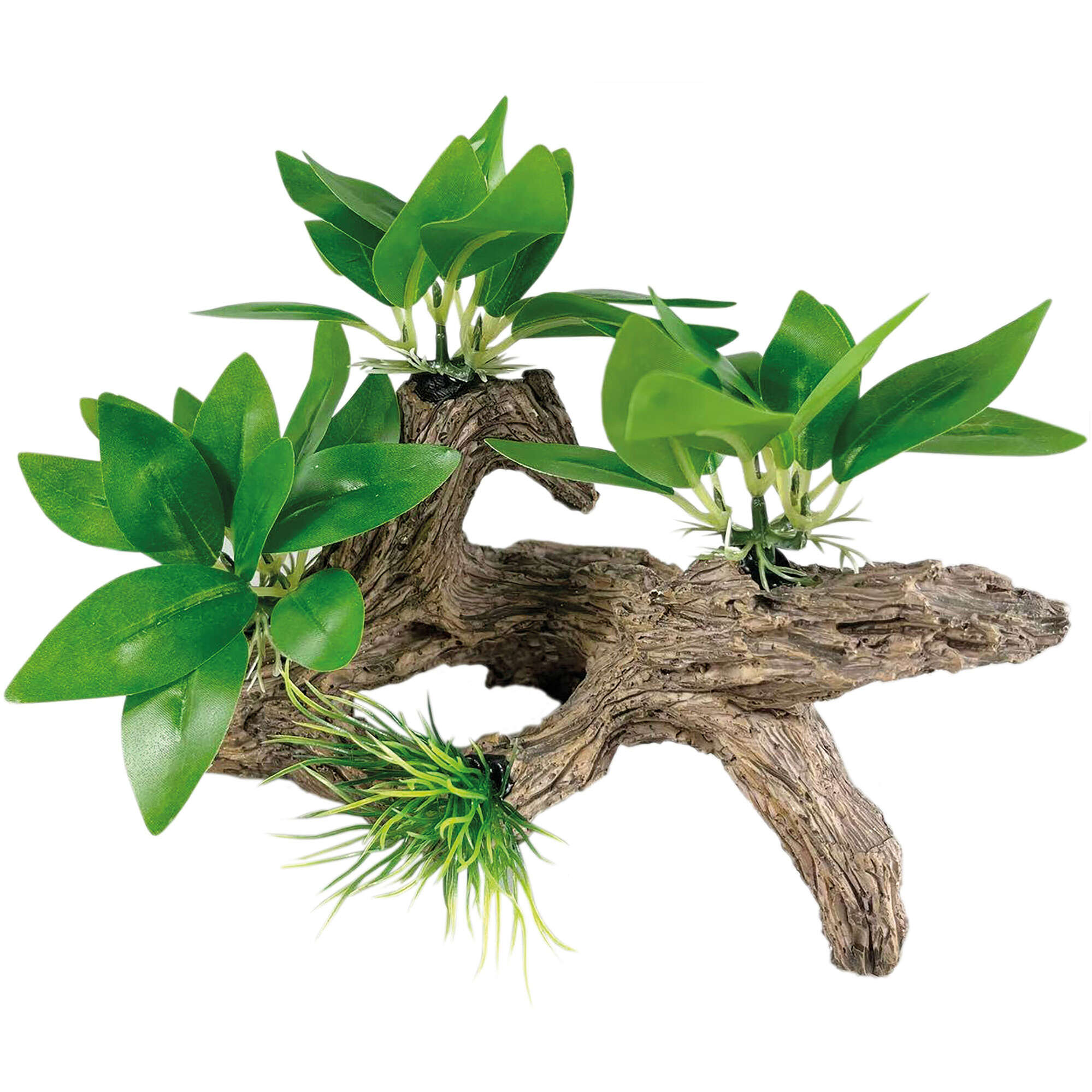 or451-bucephalandra-con-tronco-seda-14-cm_general_20002.jpg
